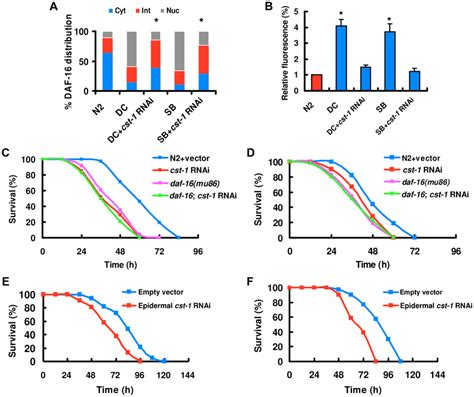 CST Regulates The Nuclear Accumulation Of DAF 16 A Cst 1 RNAi