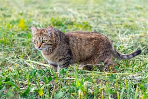 Un gato atigrado marrón camina en el jardín sobre la hierba cortada el