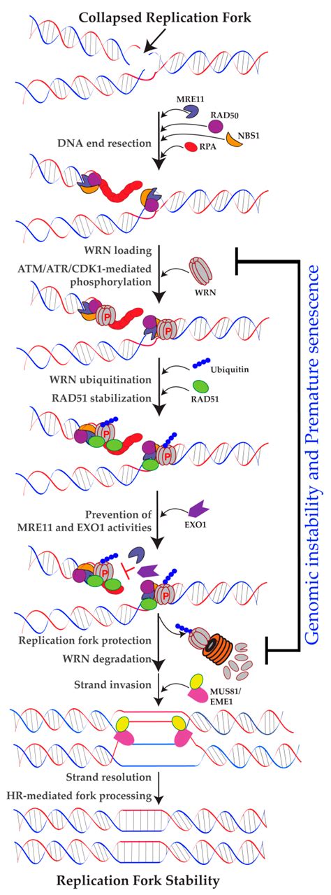 Werner Syndrome Cell Signaling Pathway