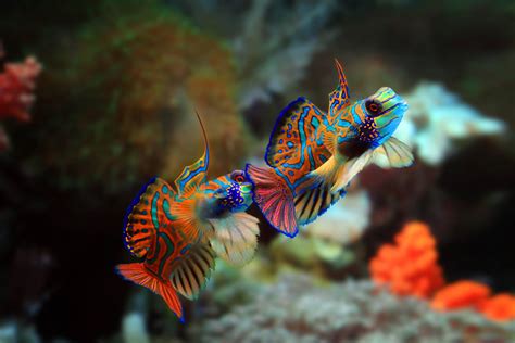 Psychedelic Mandarin Fish