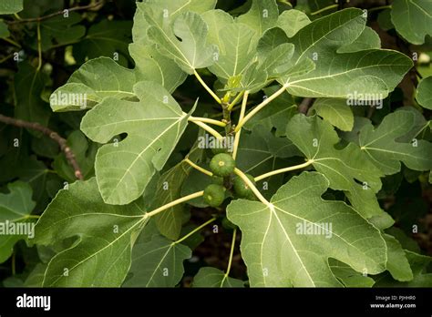 Leaves and fruits of the edible fig Stock Photo - Alamy