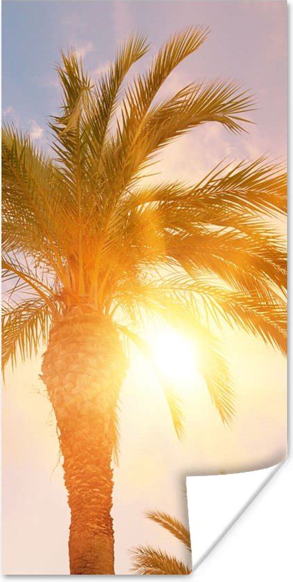 Poster Palmboom Zomer Zon Tropical X Cm Bol