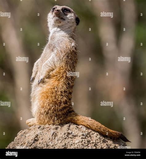 Slender Tailed Meerkat Suricata Suricatta Stock Photo Alamy