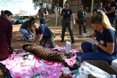 On A Resgatada No Pantanal Recebe Tratamento Especial No Ayty Veja