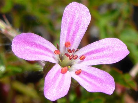 UK Wildflowers Geraniaceae Geranium Robertianum Herb Robert