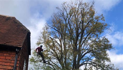 Tree Surgeons In Kent And Local Area Broadleaf Tree Surgery