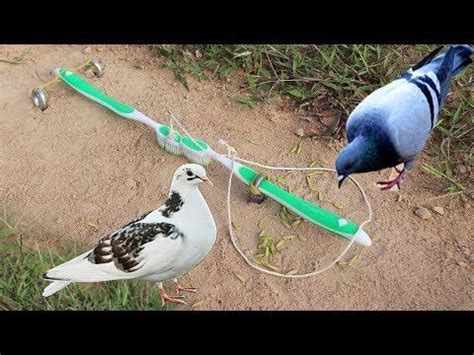 The First Unique Simple Bird Trap Make from 2 Toothbrush - Best bird trap Technology - YouTube ...