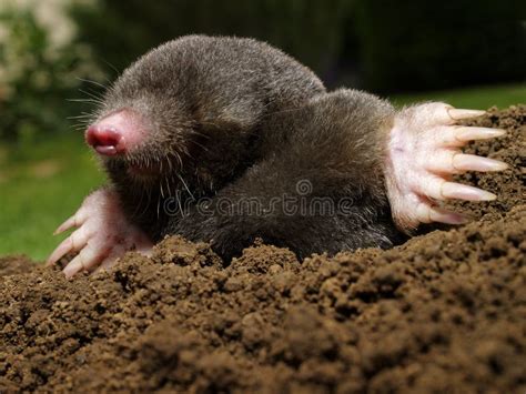 Mole Stock Image Image Of Animal Pest Mole Garden 25595779