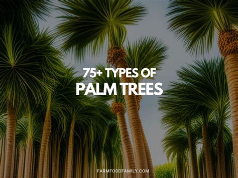 Types Of Palm Trees In California List Of Vibrant Trees Off