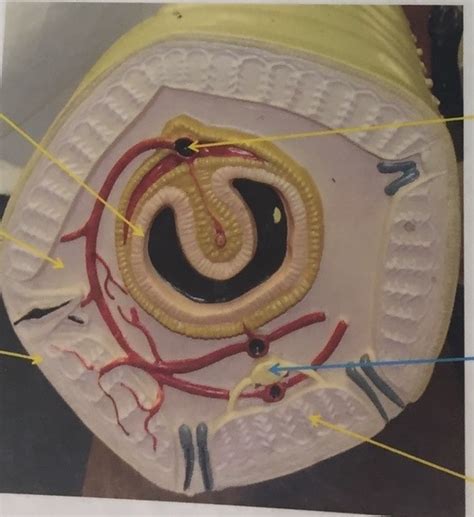 Earthworm Cross Section Diagram Quizlet