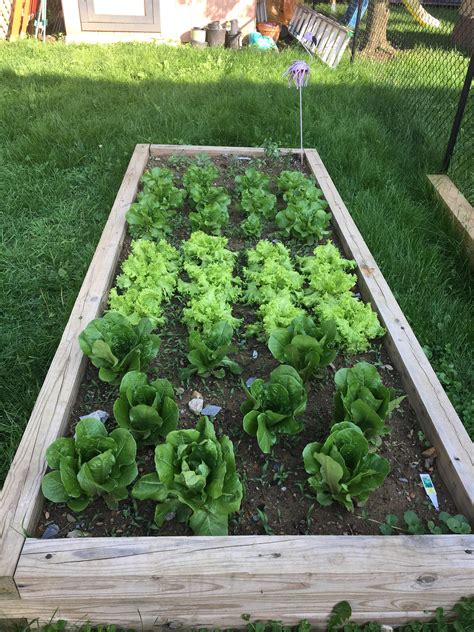 Raised Bed Lettuce Rgardening