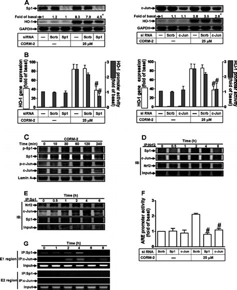 Nrf Requires Sp And C Jun To Activate The Are Site Of Ho Promoter