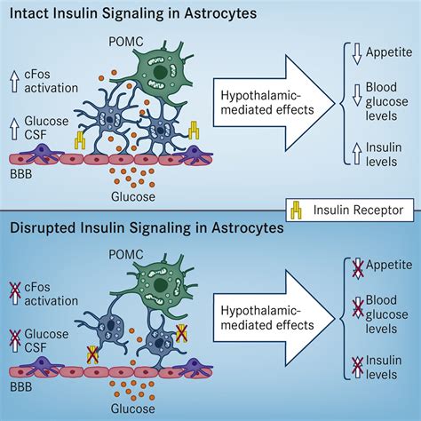 Astrocytic Insulin Signaling Couples Brain Glucose Uptake With Nutrient