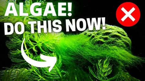 How To Kill Algae On Aquarium Rocks A Guide To Effective Algae Removal