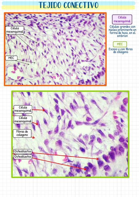 Tejido Conectivo II SARAÍ VILLENA VALENCIA uDocz