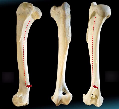 Biom Humerus Diagram Quizlet