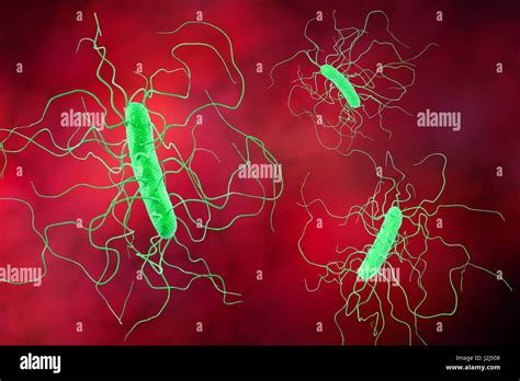 La Bacteria Clostridium Difficile Con Peritrichous Flagelos Equipo De