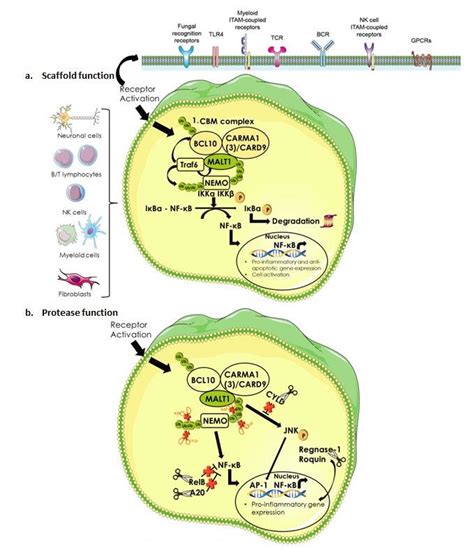 Malt Scaffold Function A And Protease Function B A Malt Is