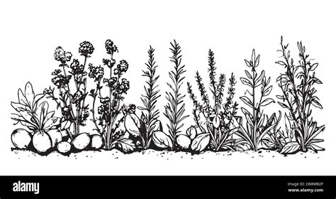 Wild Flower Field Border Hand Drawn Sketch In Doodle Style Illustration