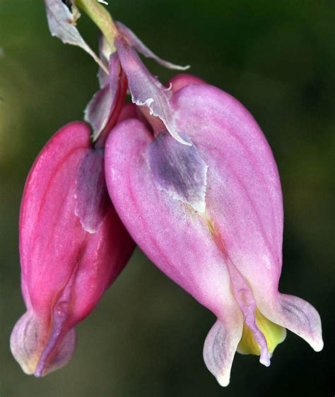 Dicentra formosa (western bleeding-heart): Go Botany