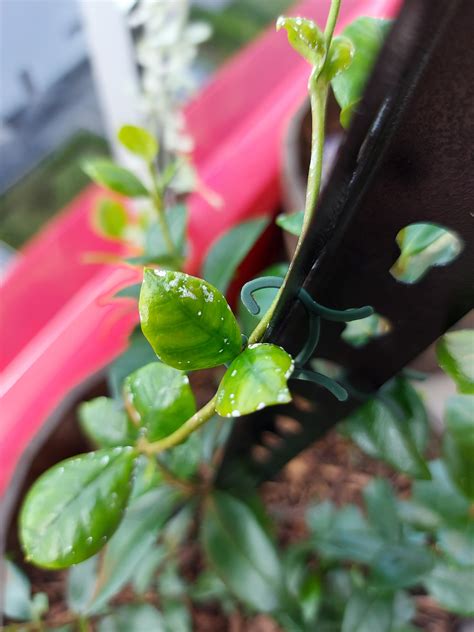 Star Jasmine Anyone Know What These White Spots Are Rbalconygardening