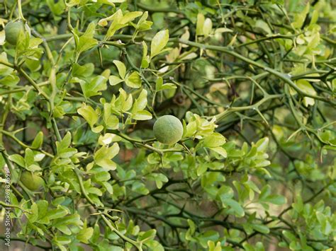 Poncirus Trifoliata Or Citrus Trifoliata The Fruiting Tree Trifoliate