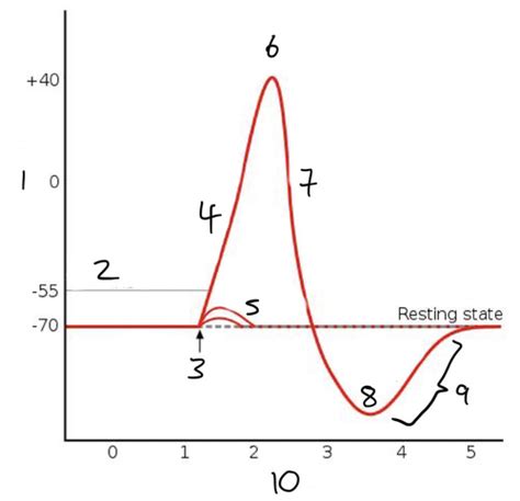 Action Potentials Synapses Neurotransmitters Flashcards Quizlet