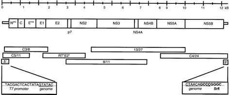 Construction Of The Infectious Cdna Clone The Upper Part Sketches A