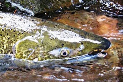 Canada To Build New Hatchery To Boost Wild Pacific Salmon Recovery In Bc Responsible Seafood