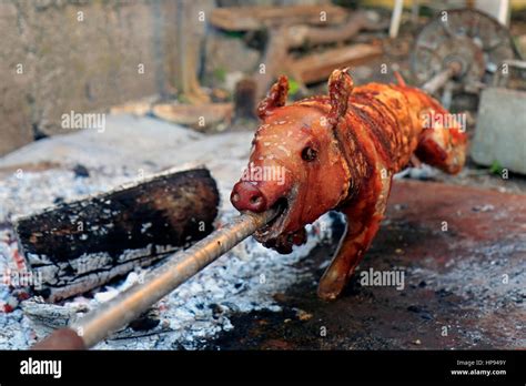 Just Roasted Suckling Pig On Rotating A Spit Stock Photo Alamy