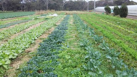 booさん専用 2箱分セット 耕さない草とともに台地の畑で25年の野菜 種とり農薬肥料不使用千葉県産の野菜セット食べチョク産地直送