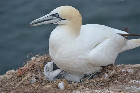 Northern Gannet Bird Animal Free Photo On Pixabay Pixabay