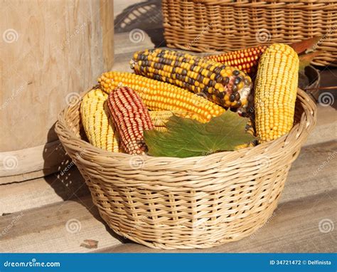 Indian Corn Corncobs In A Basket Stock Photos Stock Photo Image