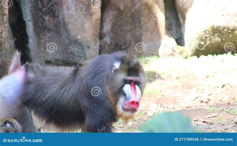 Mandrill Monkeys, One of the Monkeys with a Unique Face because of Its Color, Photographed at ...