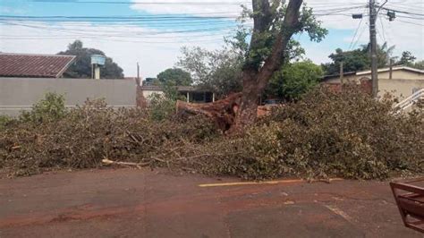 Árvore caída durante chuvarada prende moradora em casa há uma semana