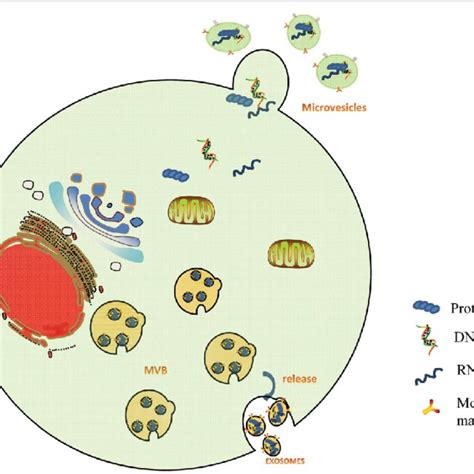 Biogenesis Of Exosomes And Microvesicles Multivesiculer Bodies Mvbs