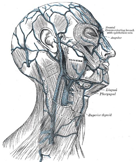 Retromandibular vein - Wikipedia