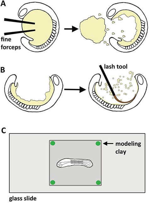 Zebrafish Embryo Diagram