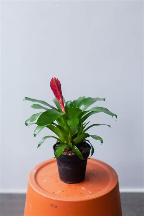 Plants | Natty Garden