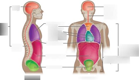 Dorsal And Ventral Body Cavities And Their Subdivisions Diagram Quizlet