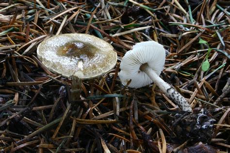 Lepiota Felina The Ultimate Mushroom Guide