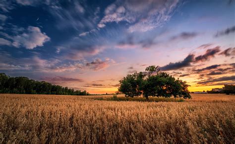 Fondos De Pantalla Rboles Cielo Azul Luz De Sol Campo Paisaje