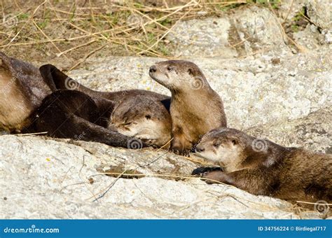 River Otter Family, Victoria, Canada Stock Photo - Image of animal, mammal: 34756224