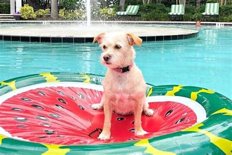 Jack Russell Maltese Mix Jacktese Info Pictures And Facts