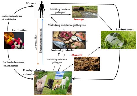 Biomedicines Free Full Text Application Of Plant Derived