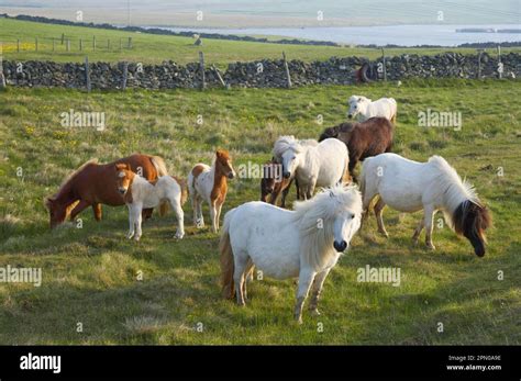 Feeding Shetland Pony Hi Res Stock Photography And Images Alamy