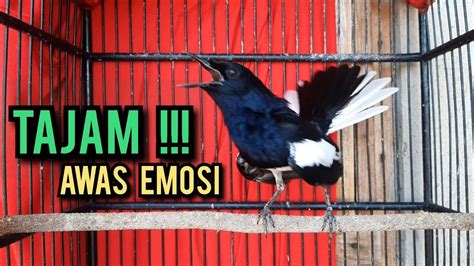 SUARA BURUNG Kacer Gacor TARUNG KONSLET Full Isian Ini AMPUH Buat