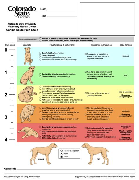 Pain: Can you spot the signs? — Albert Park Vet