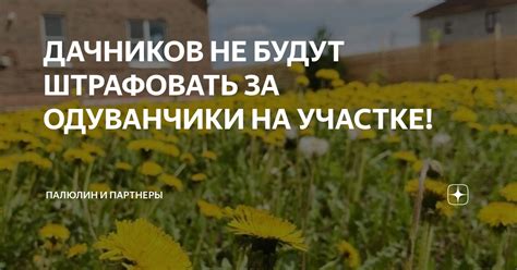 ДАЧНИКОВ НЕ БУДУТ ШТРАФОВАТЬ ЗА ОДУВАНЧИКИ НА УЧАСТКЕ! | Палюлин и ...