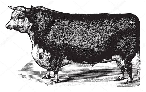 Hereford Ganado son una raza de ganado vacuno dibujo de línea vintage